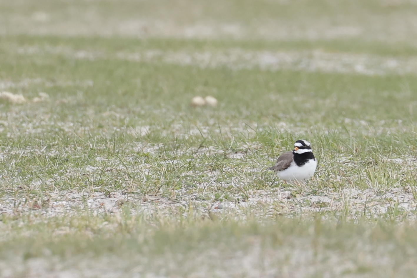 Kleine plevier (Noord Holland). Foto van Gerda van Kleef.
